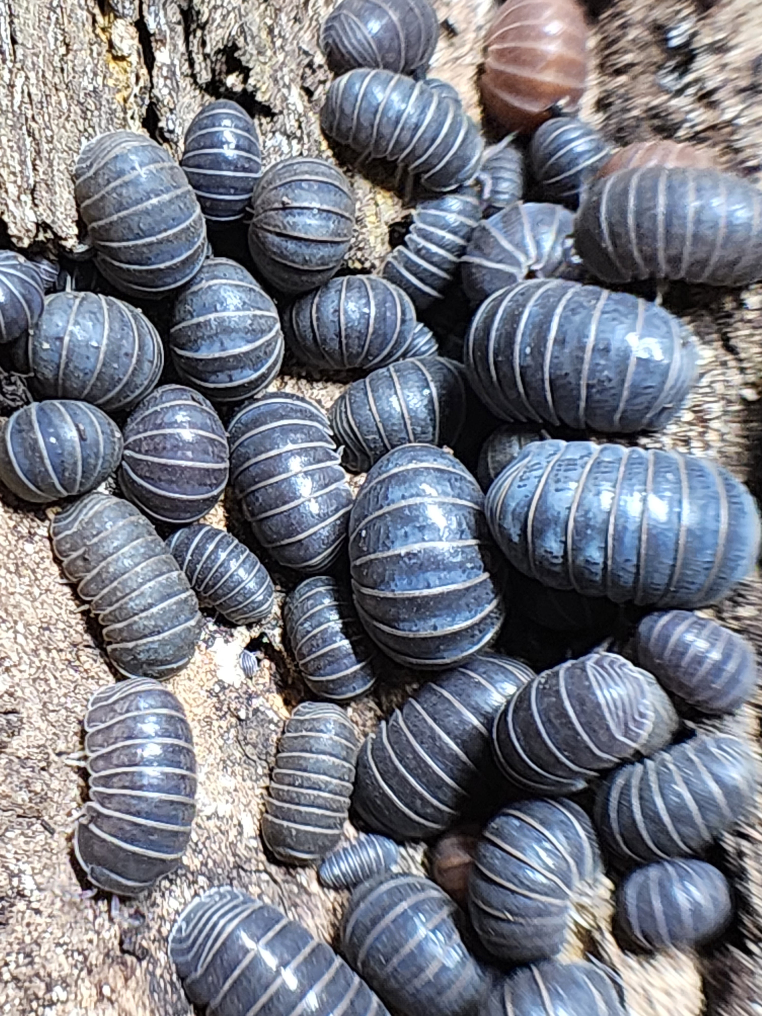 Armadillo Officinalis