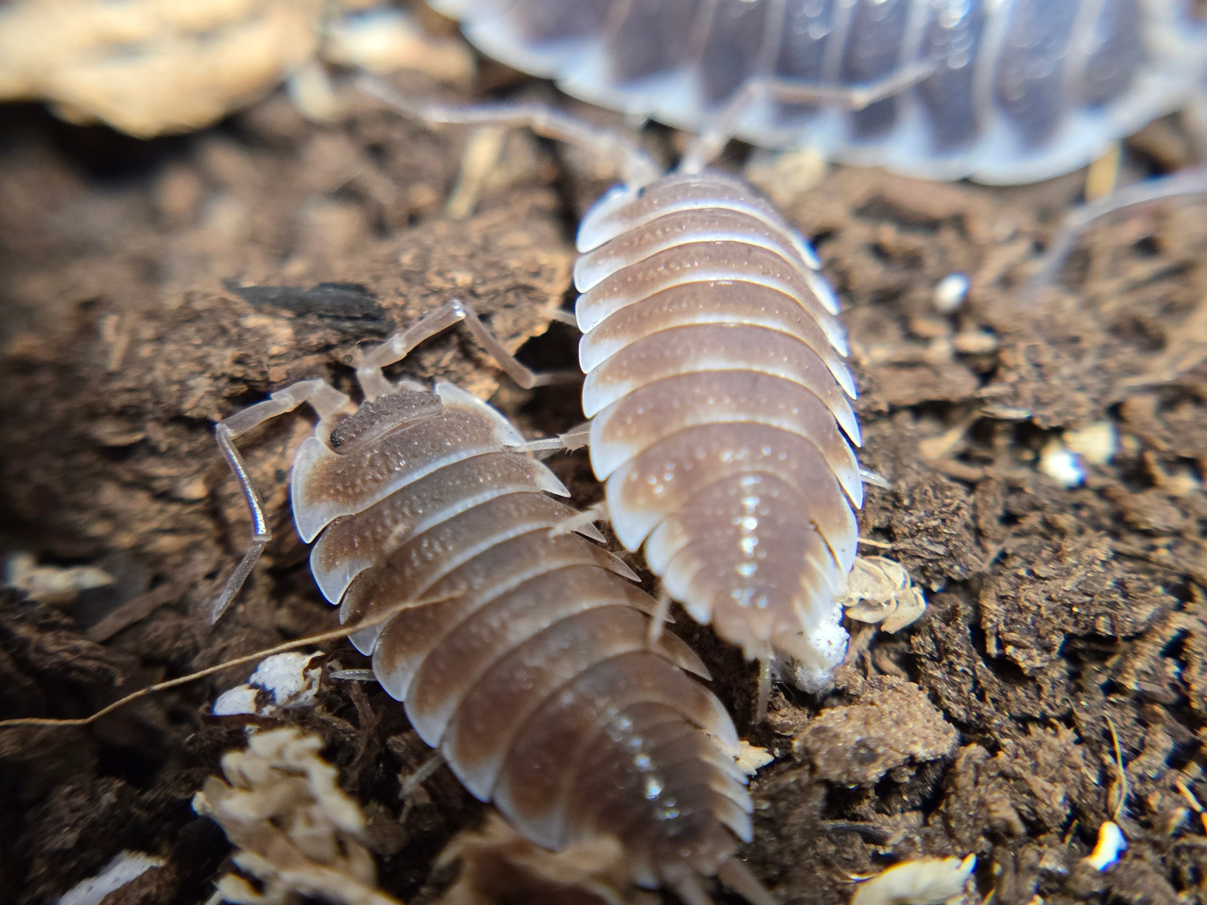Porcellio Hoffmannseggii