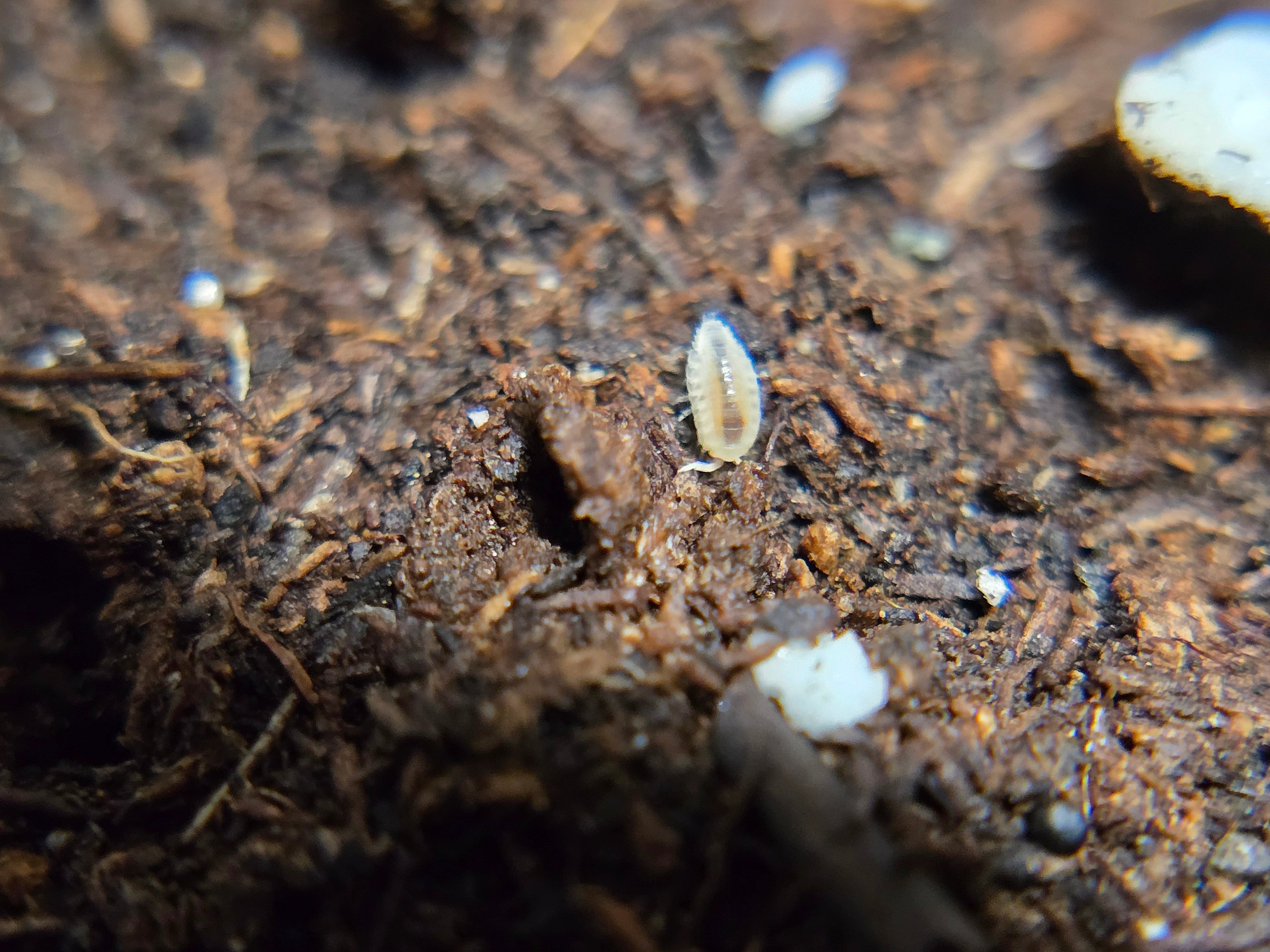 Trichorhina Tomentosa