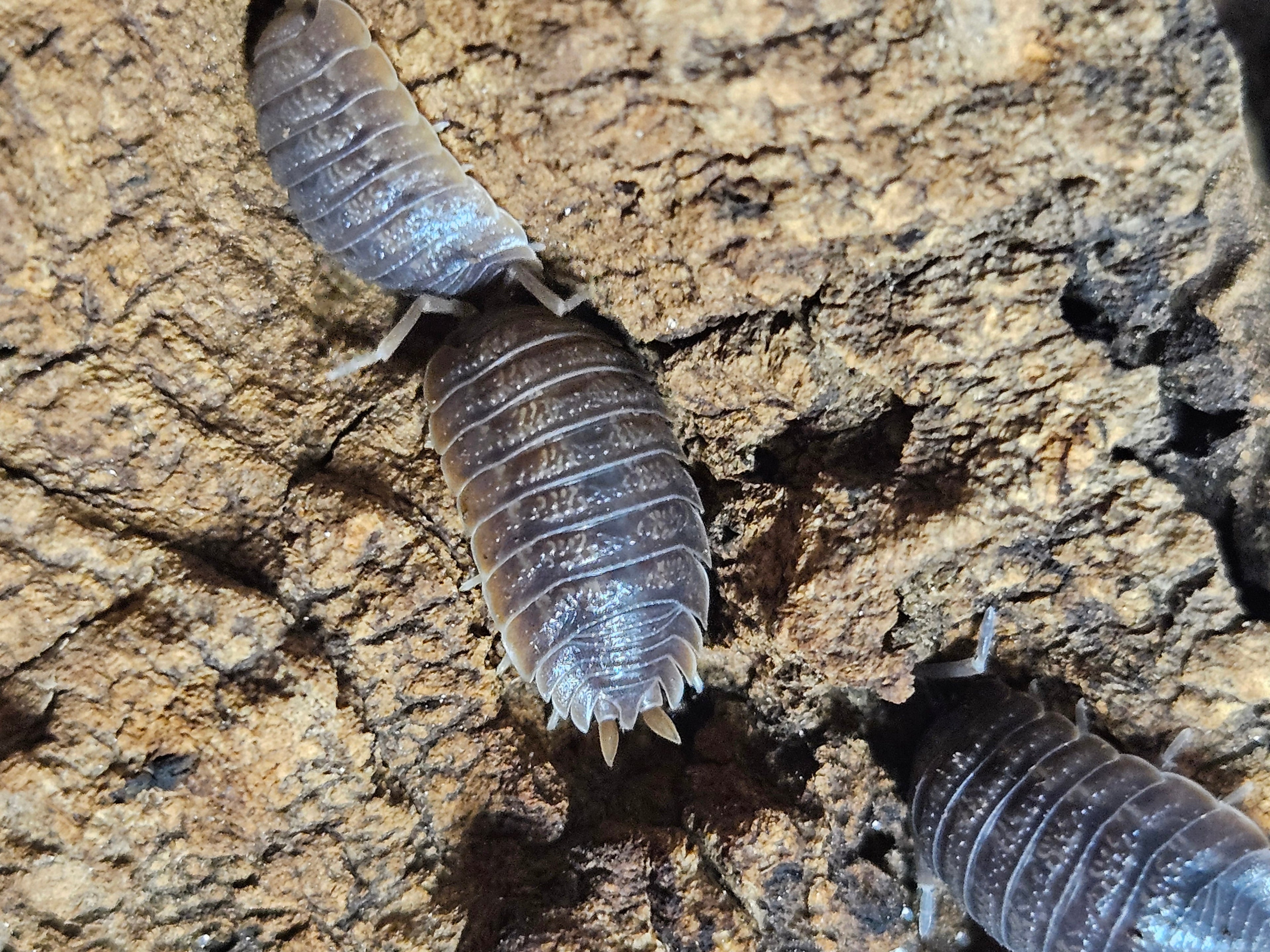 Porcellio Dilatatus