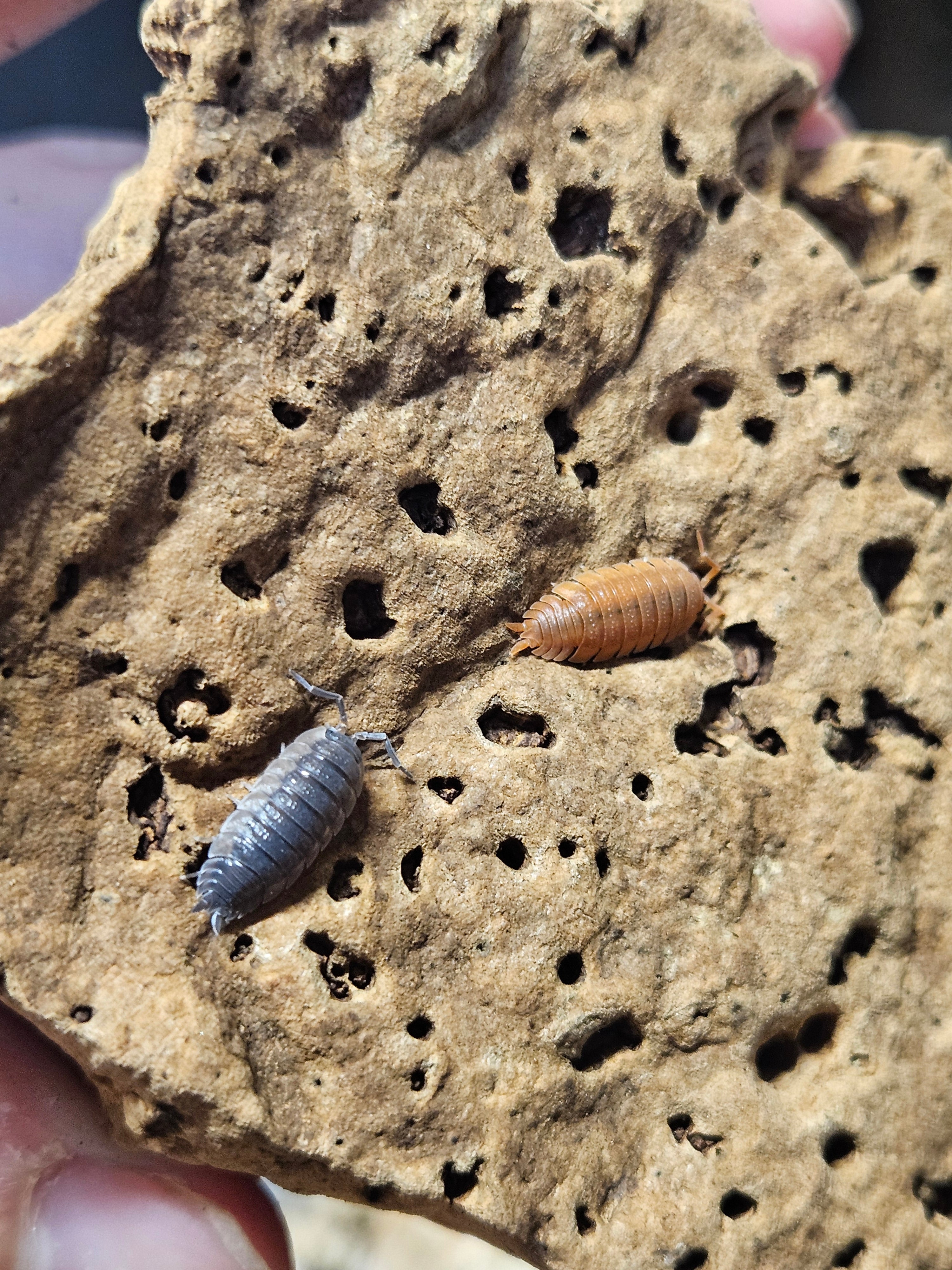 Porcellio Scaber