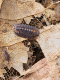 Cubaris sp. Phipung tiger
