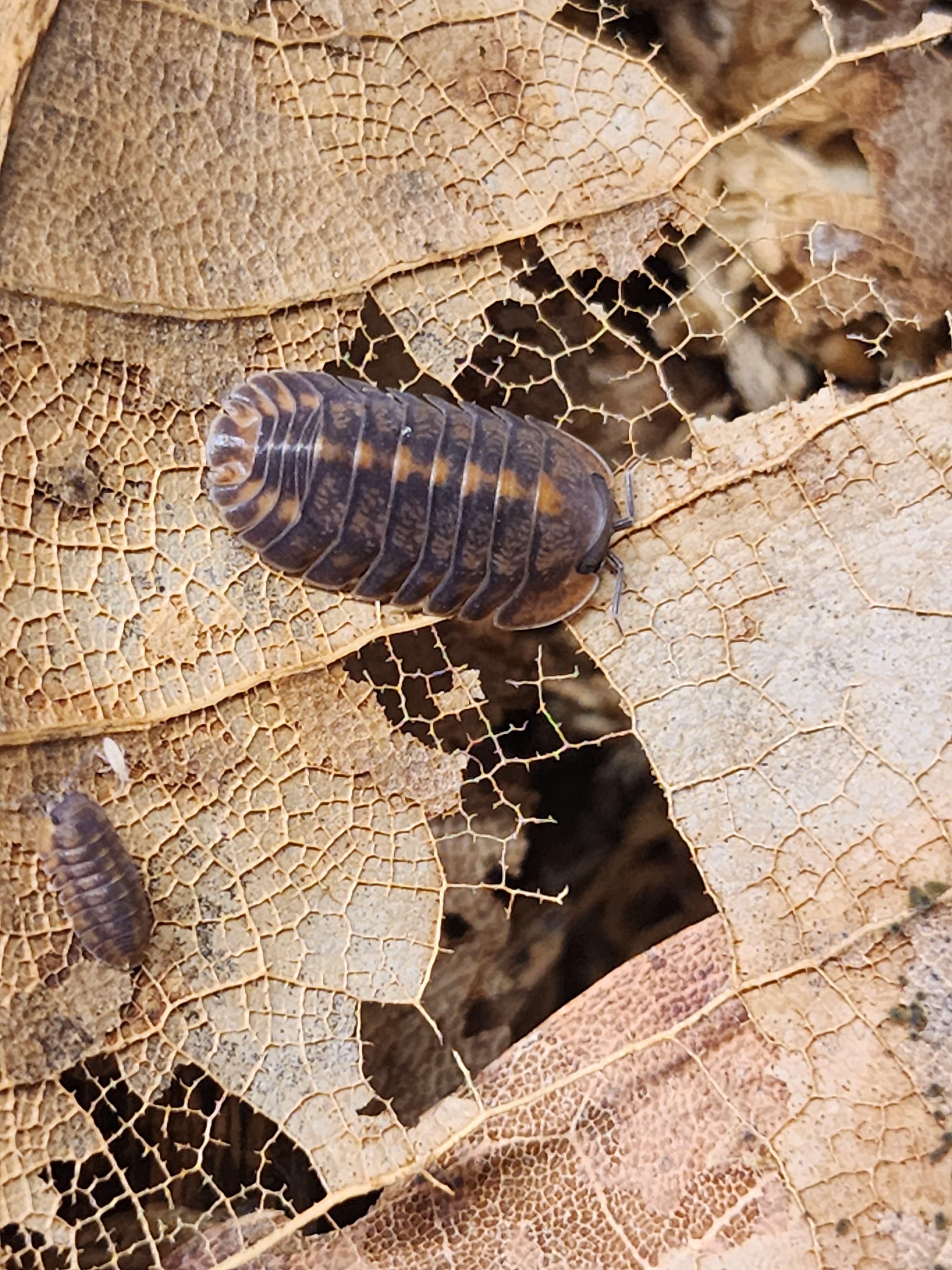 Cubaris sp. Phipung tiger