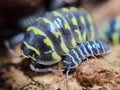Armadillidium Maculatum Yellow Zebra