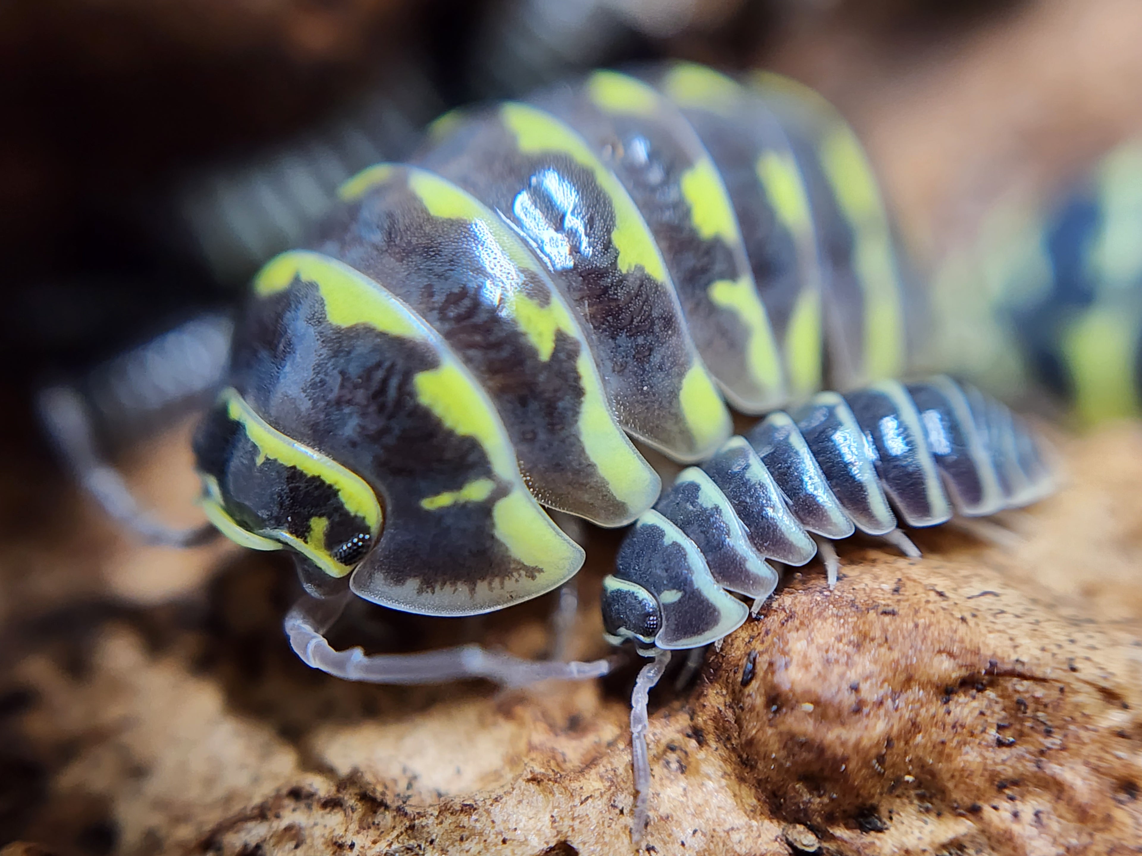 Armadillidium Maculatum Yellow Zebra