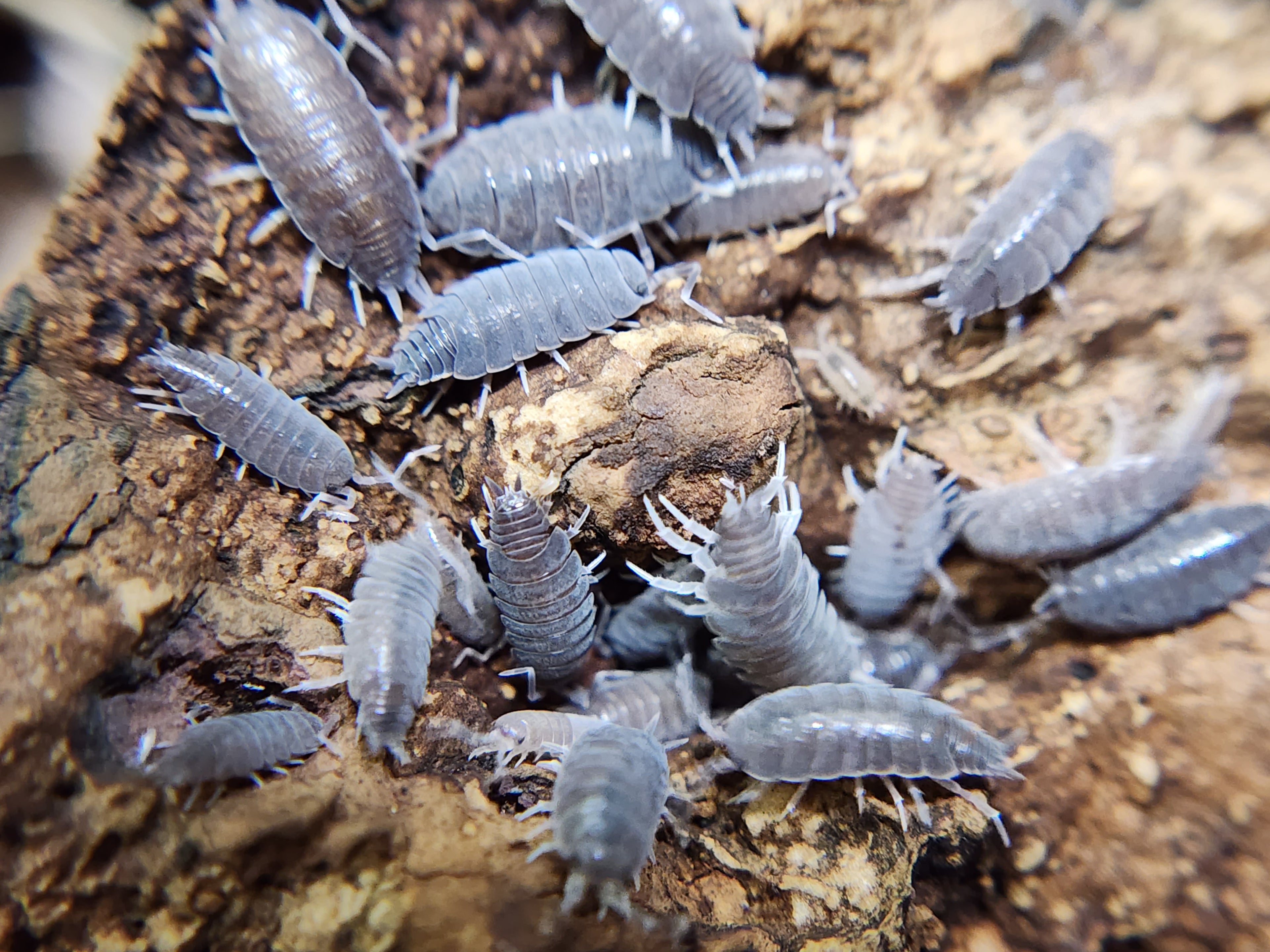 Porcellionides Pruinosus Powder Blue