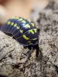 Armadillidium Gestroi