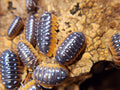 Armadillidium Klugii Clown