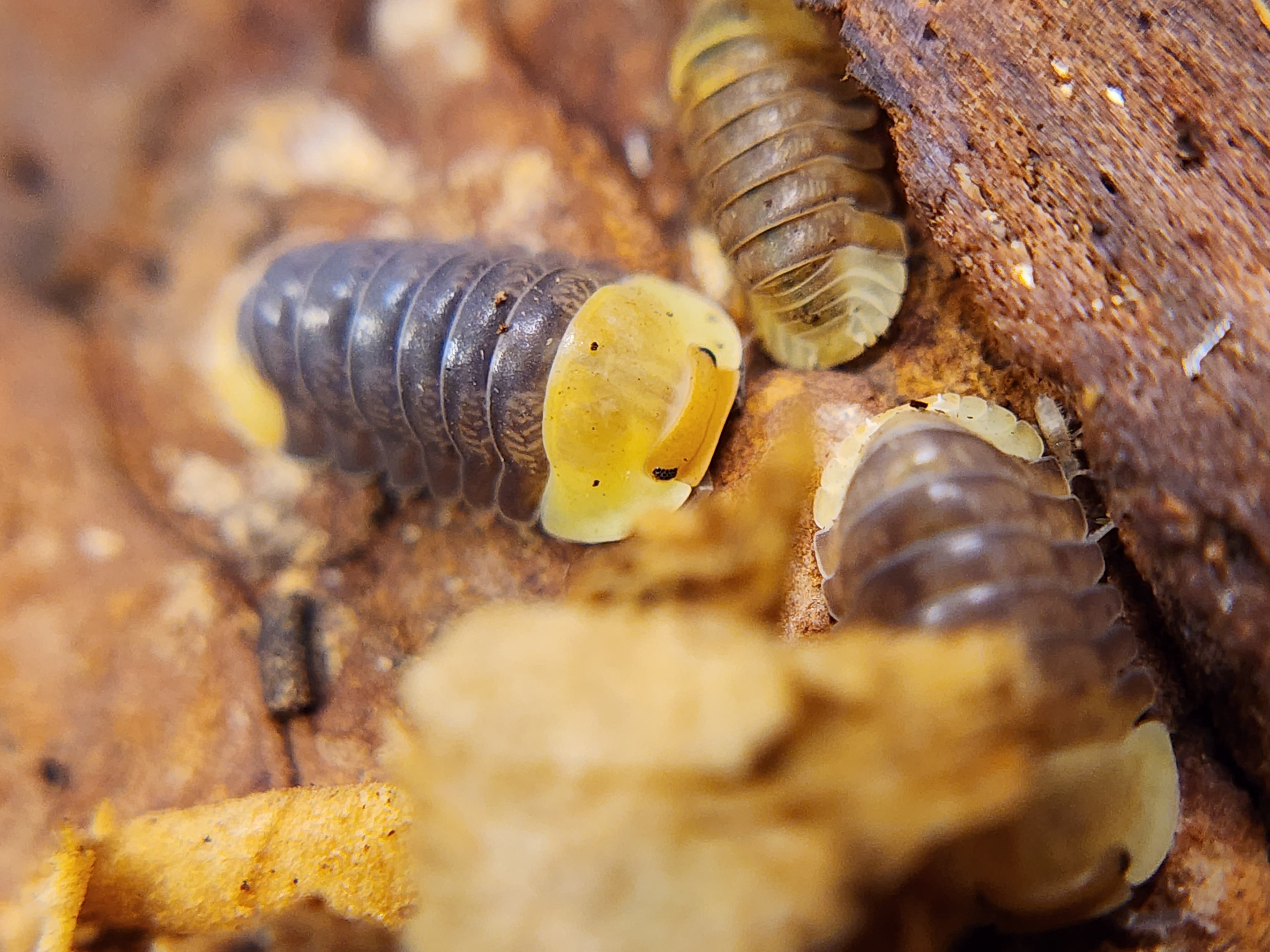 Cubaris sp. Rubber Ducky