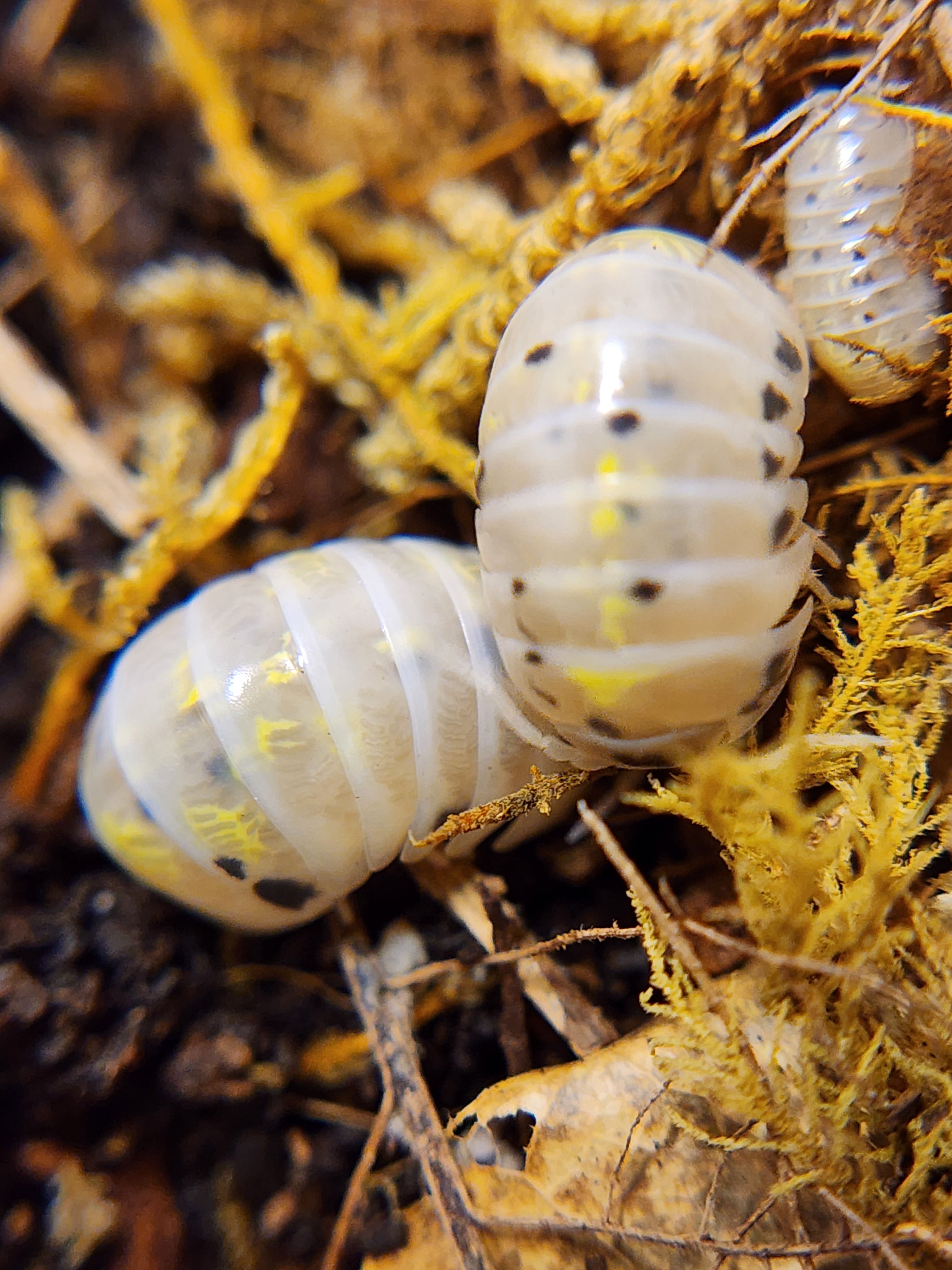 Armadillidium Vulgare Magic potion