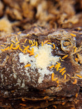 Orange Springtails  20 Ct.