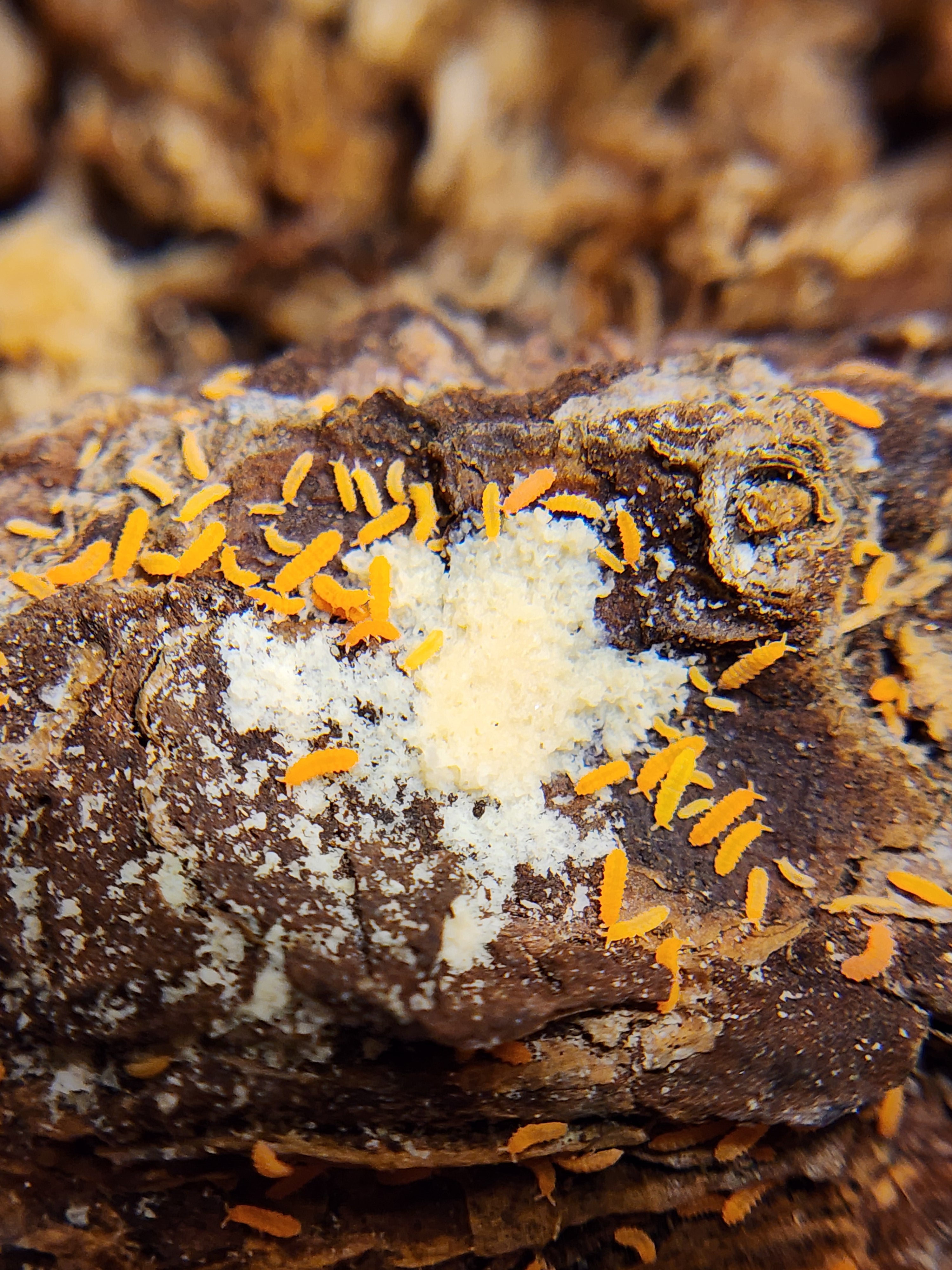 Orange Springtails  20 Ct.