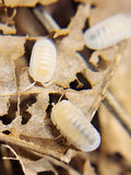 Cubaris Sp. Glacier