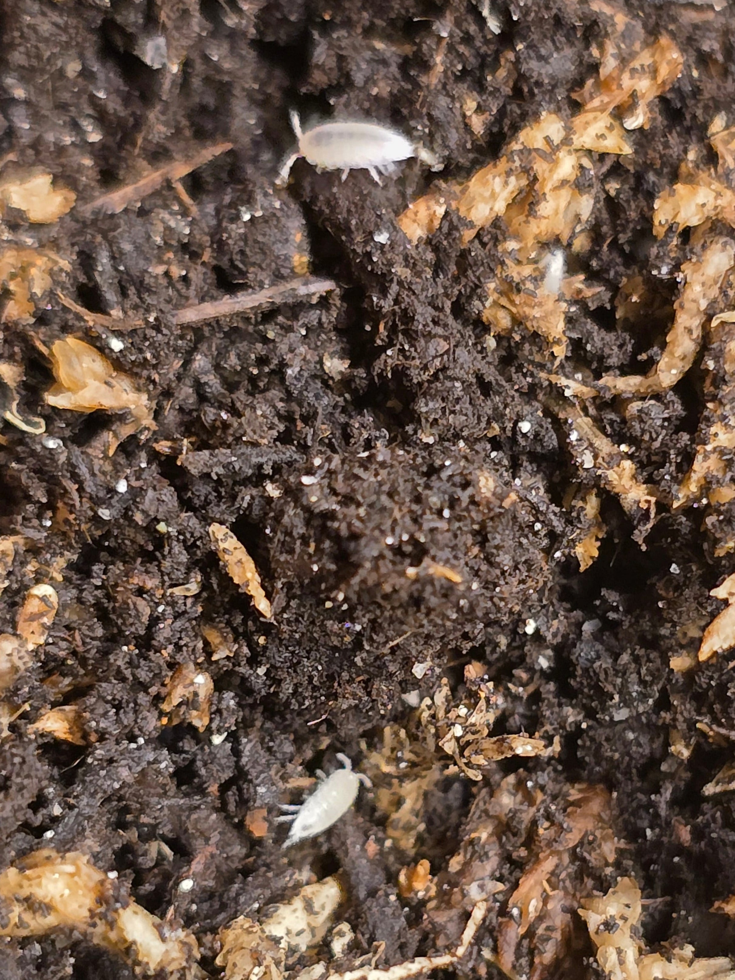 Trichorhina Tomentosa Dwarf white