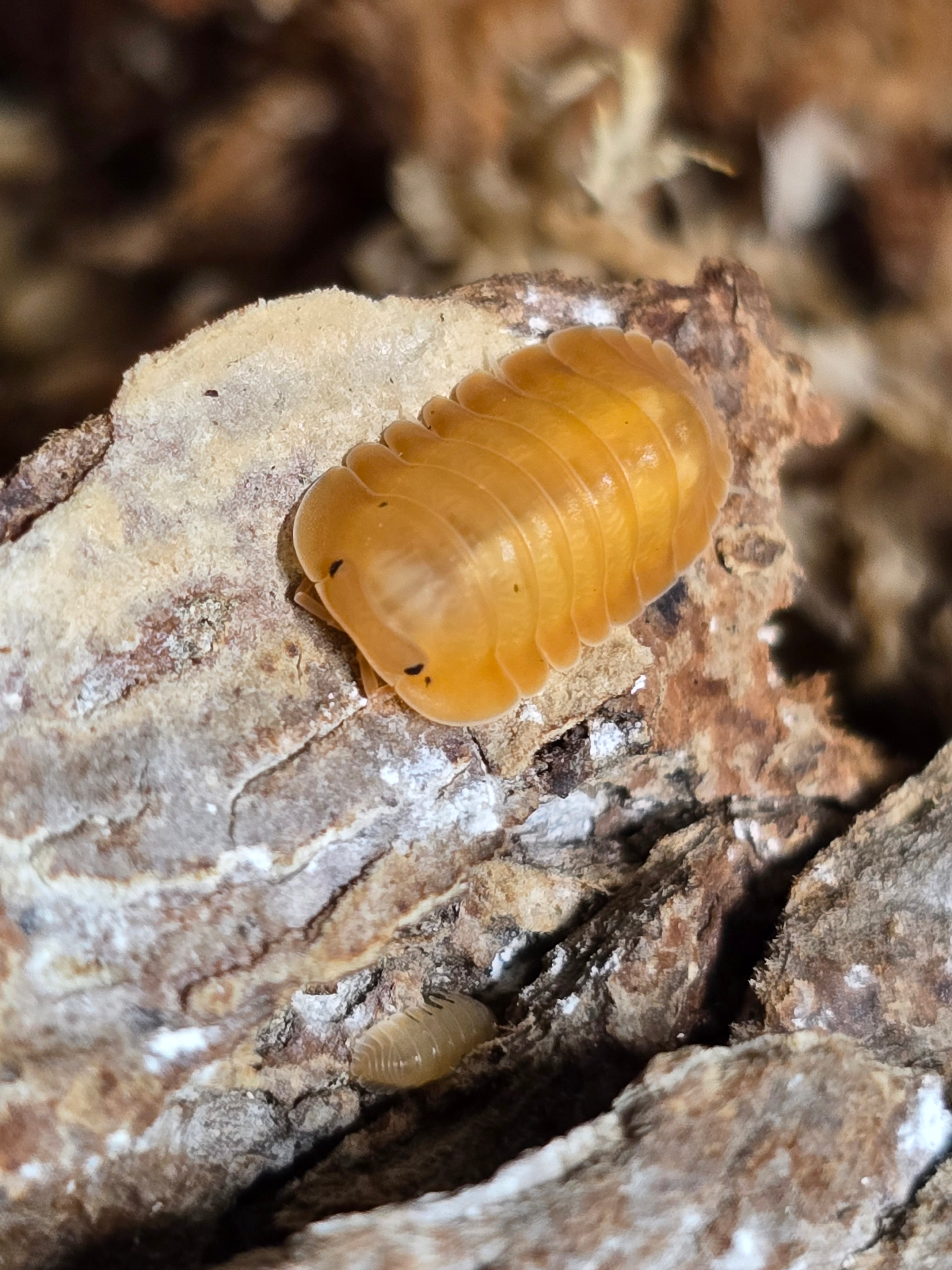 Cubaris Sp. Orange freezy