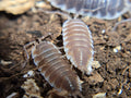 Porcellio Hoffmannseggii Titan