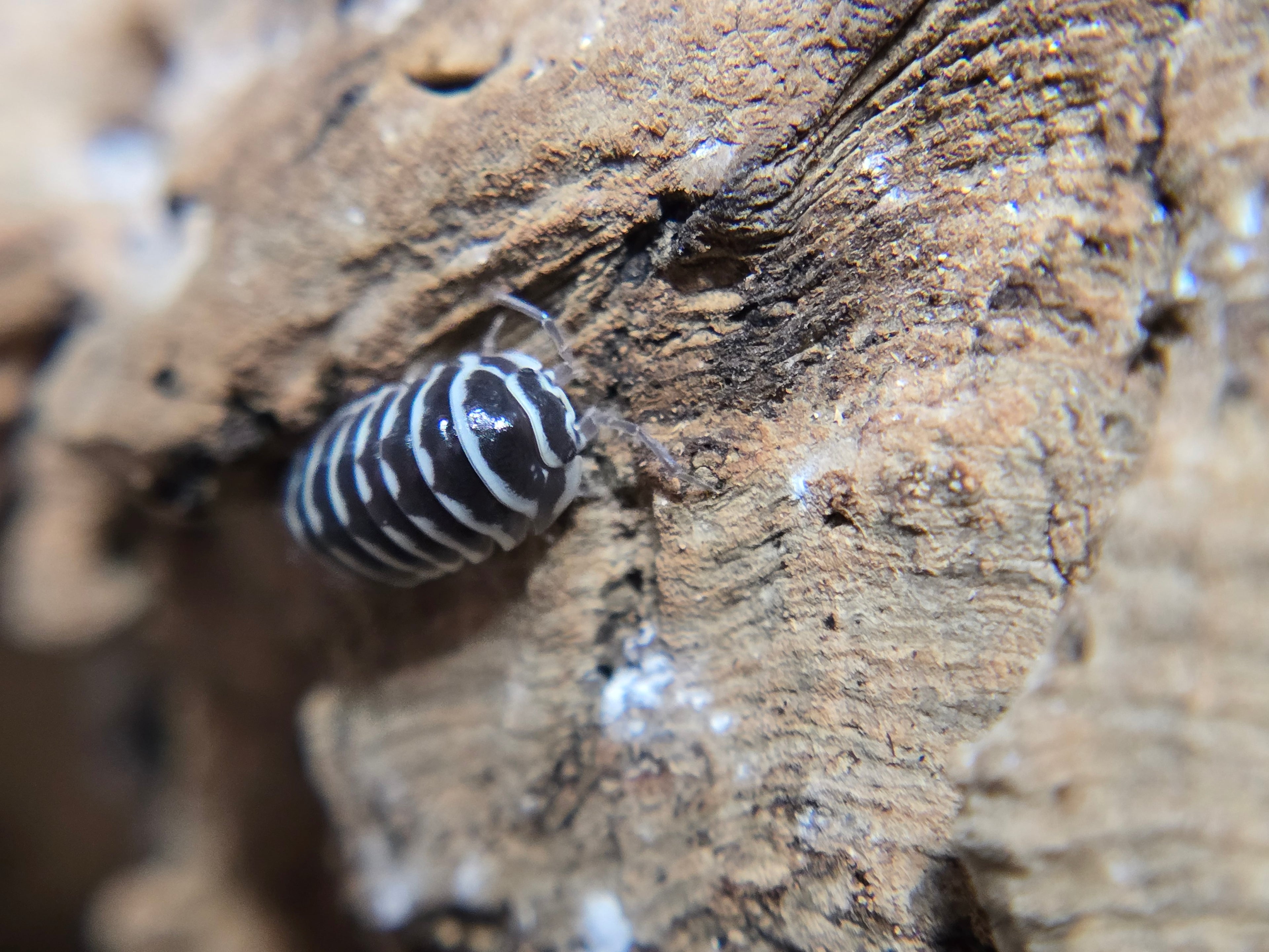 Armadillidium Maculatum Zebra