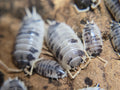 Porcellio laevis Dairy cow