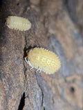 Cristarmadillidium muricantum Spikey