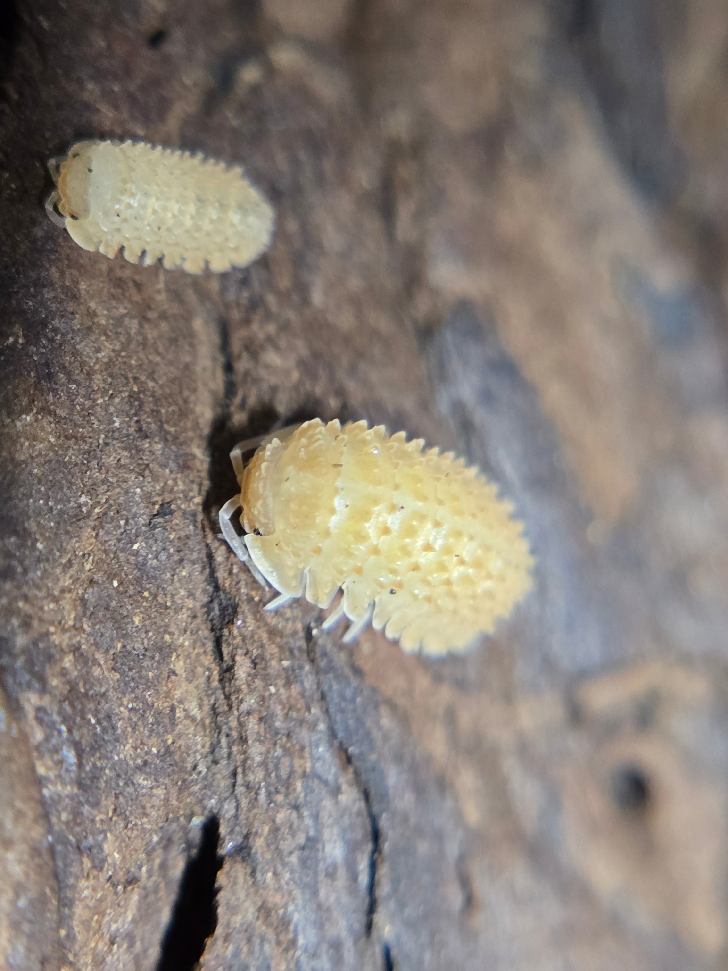 Cristarmadillidium muricantum Spikey