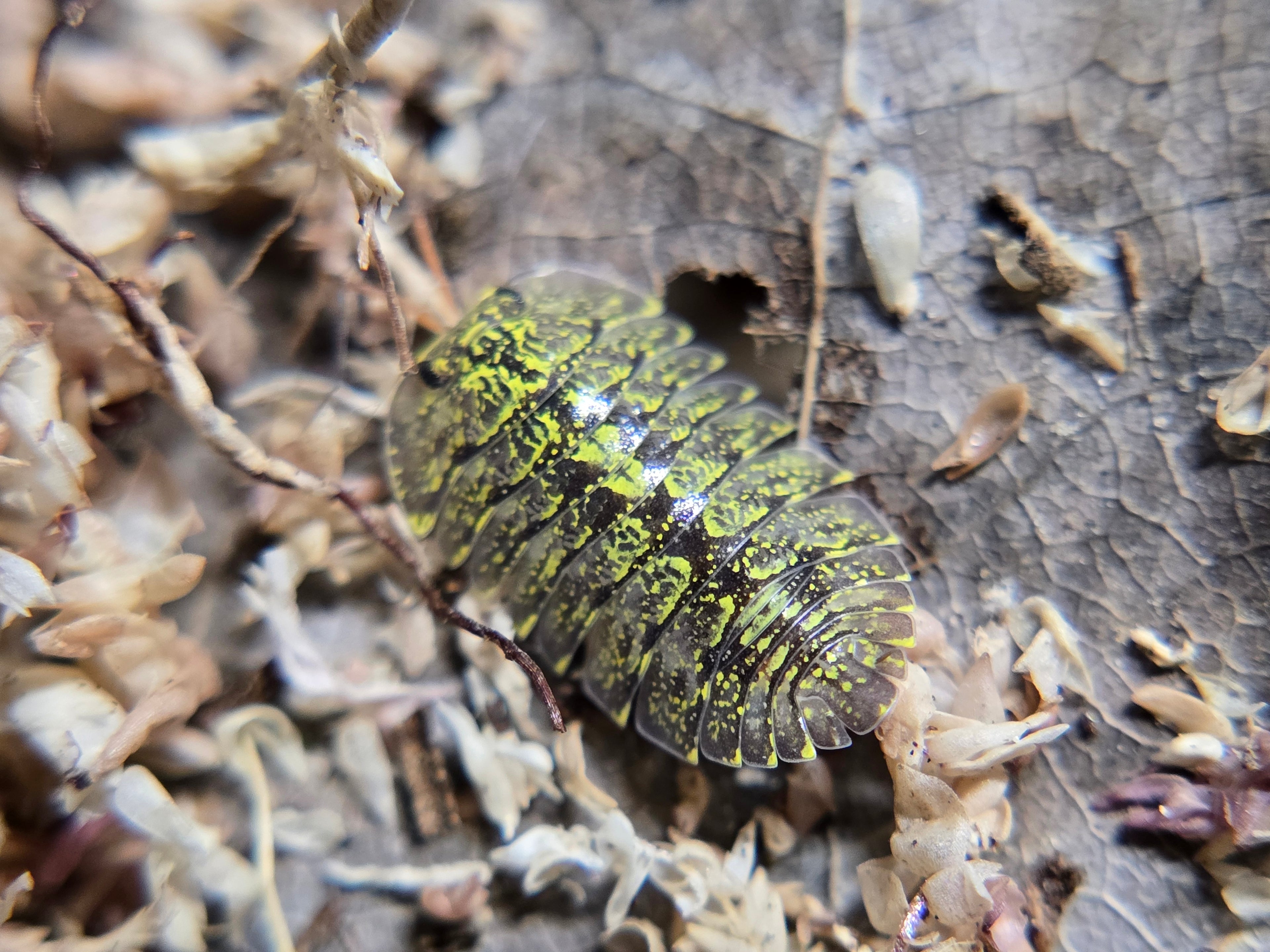 Troglodillo sp. Greenspot