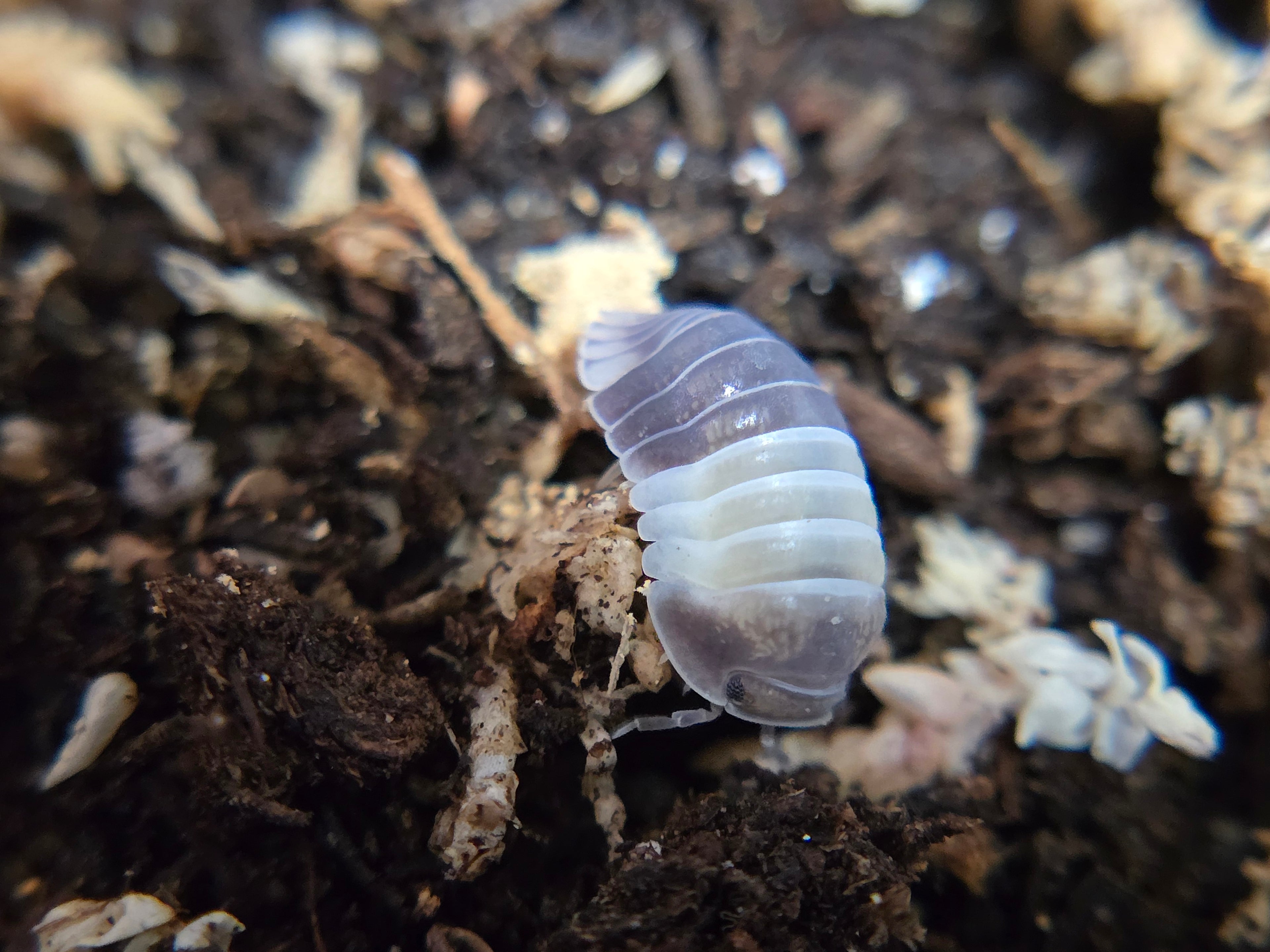 Cubaris sp. Panda King