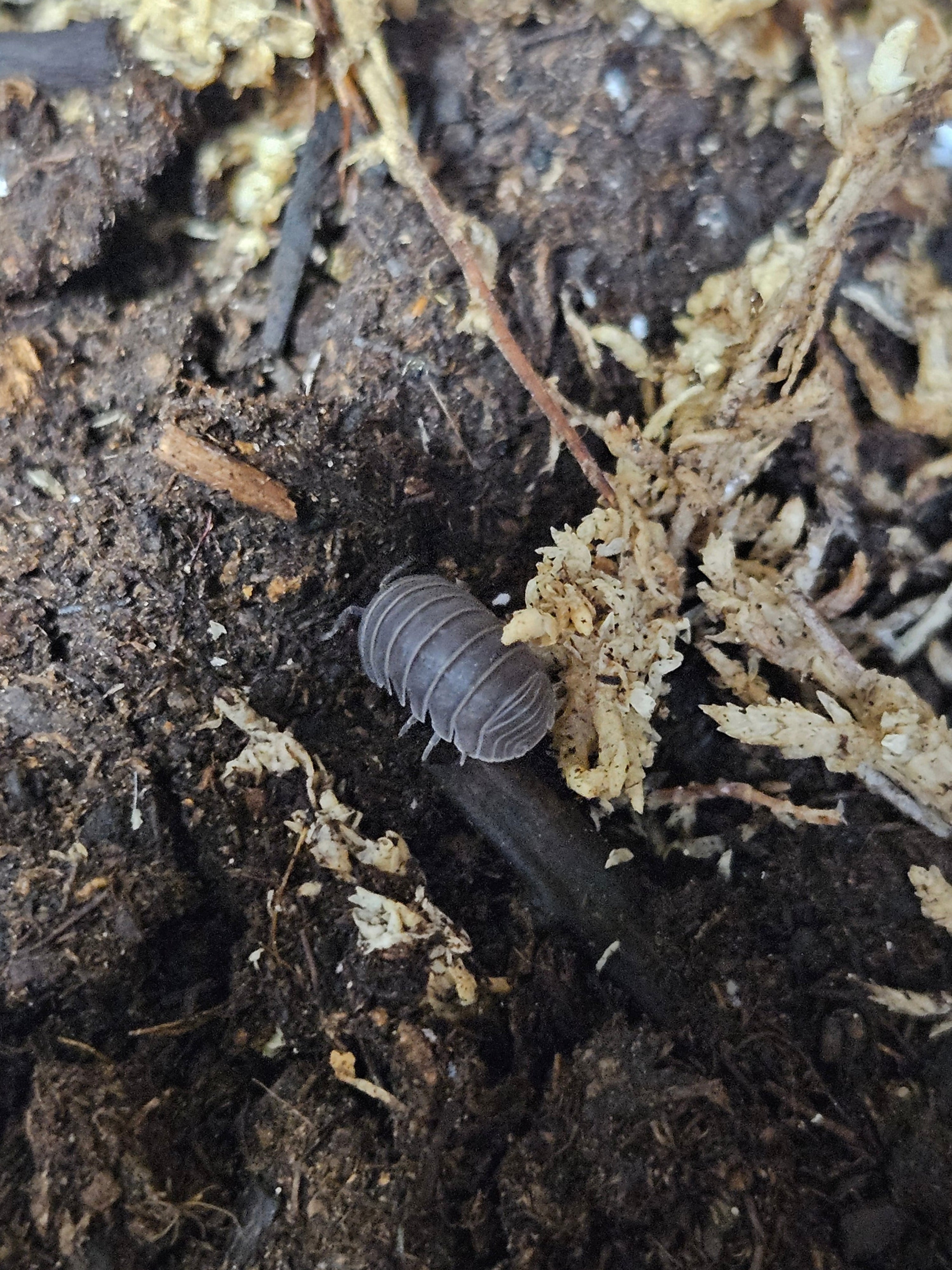 Armadillo Officinalis Spain black