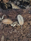 Porcellio dialatus Rust