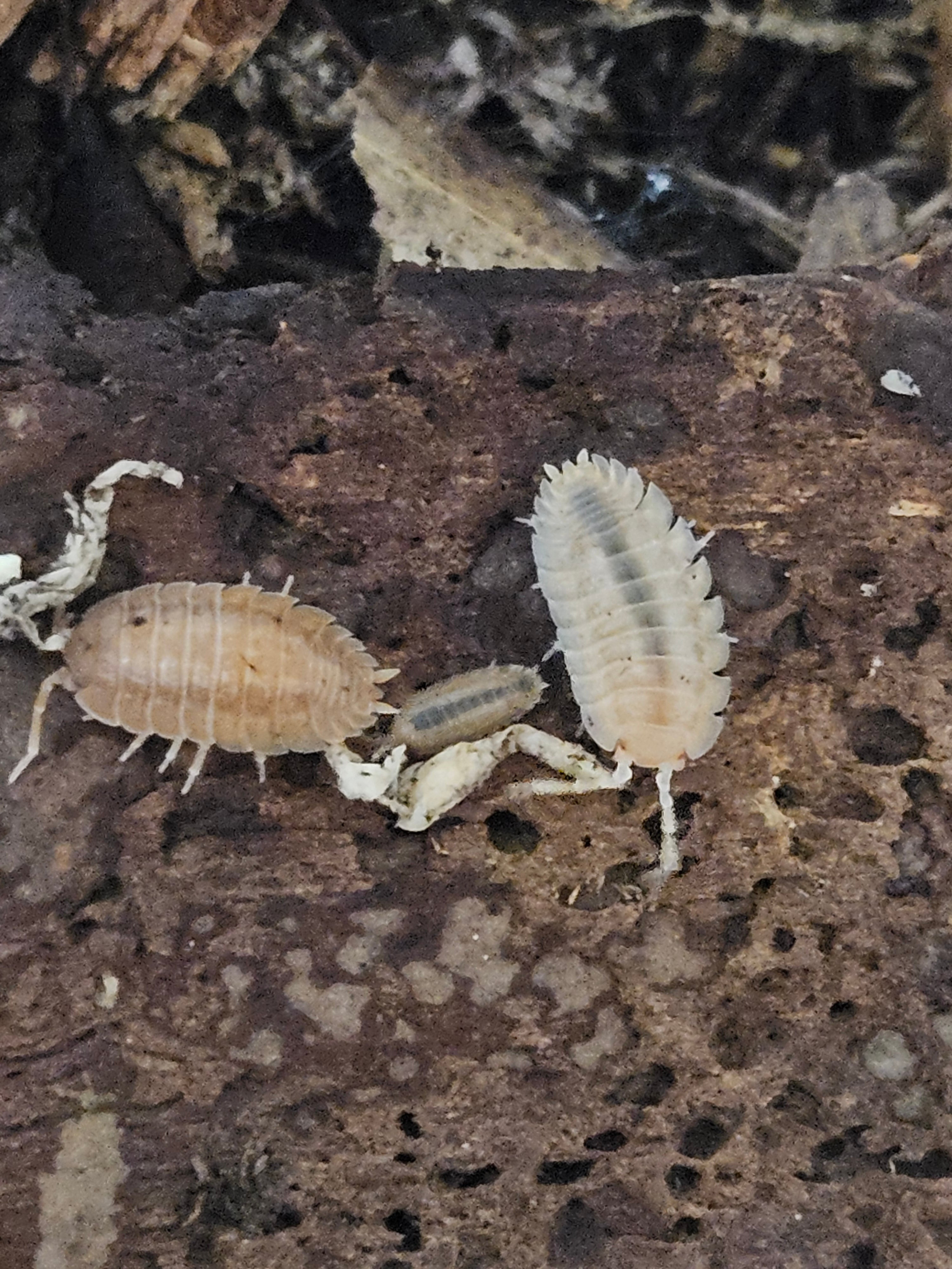 Porcellio dialatus Rust