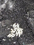 Temp. Springtails   75+  Ct.