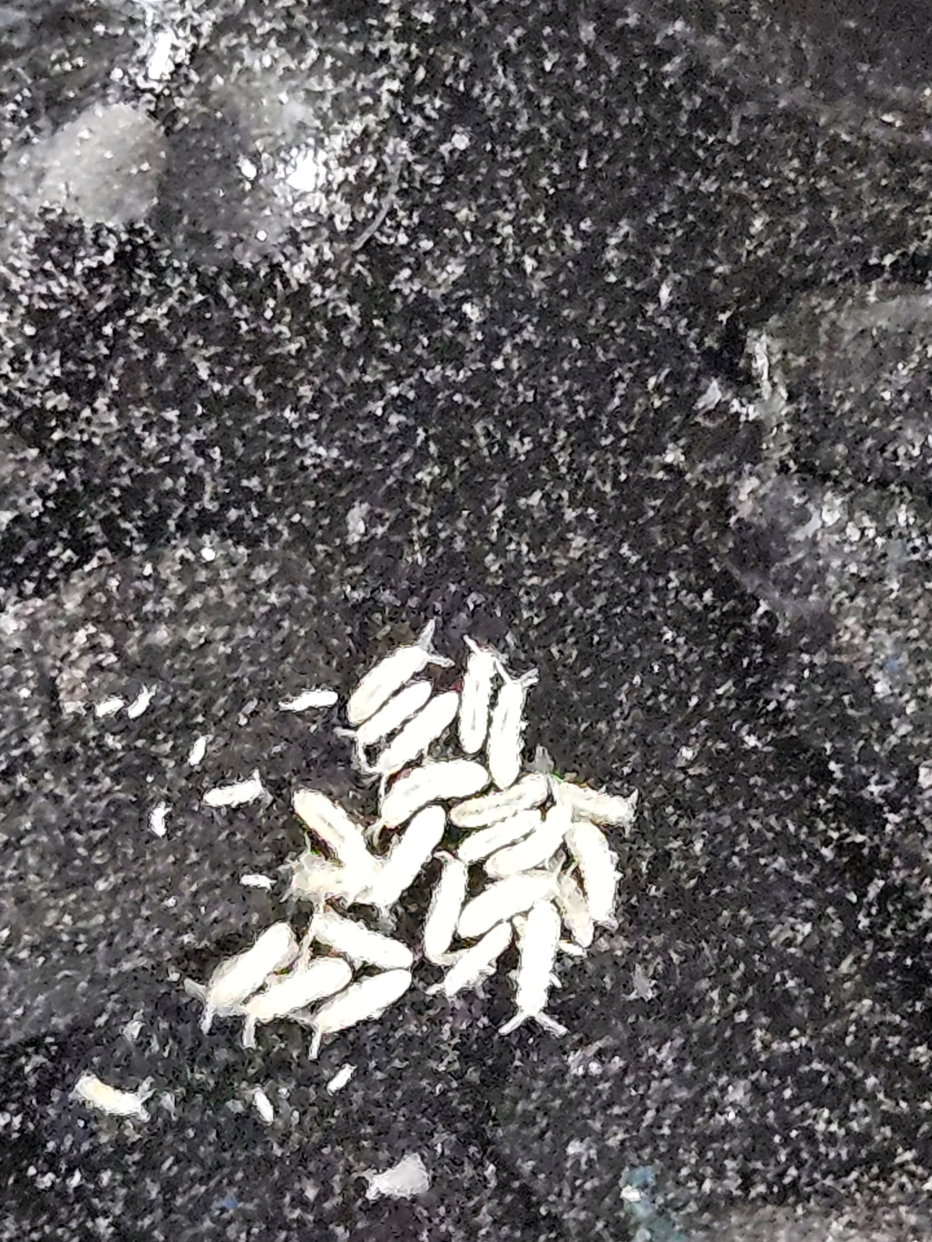 Temp. Springtails   75+  Ct.