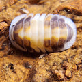 Cubaris sp. Cappuccino