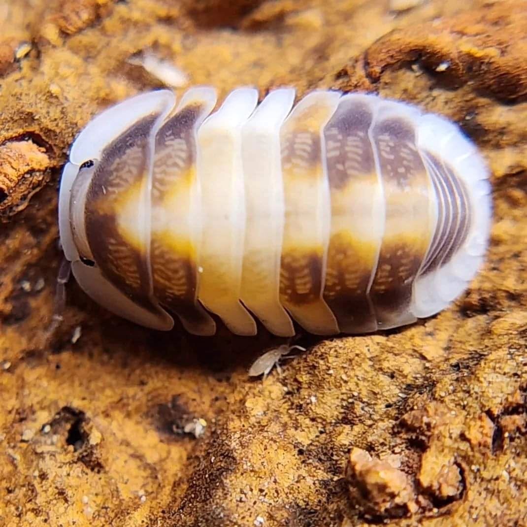 Cubaris sp. Cappuccino