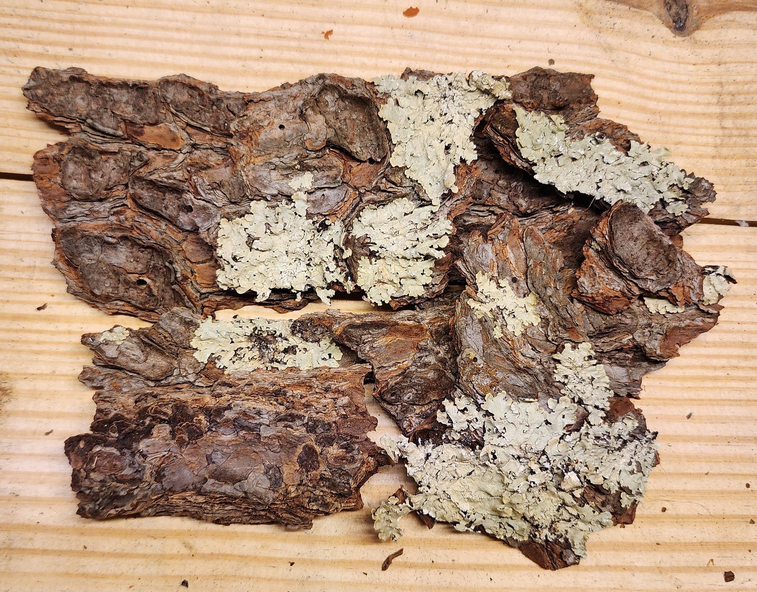 Hard Wood Bark