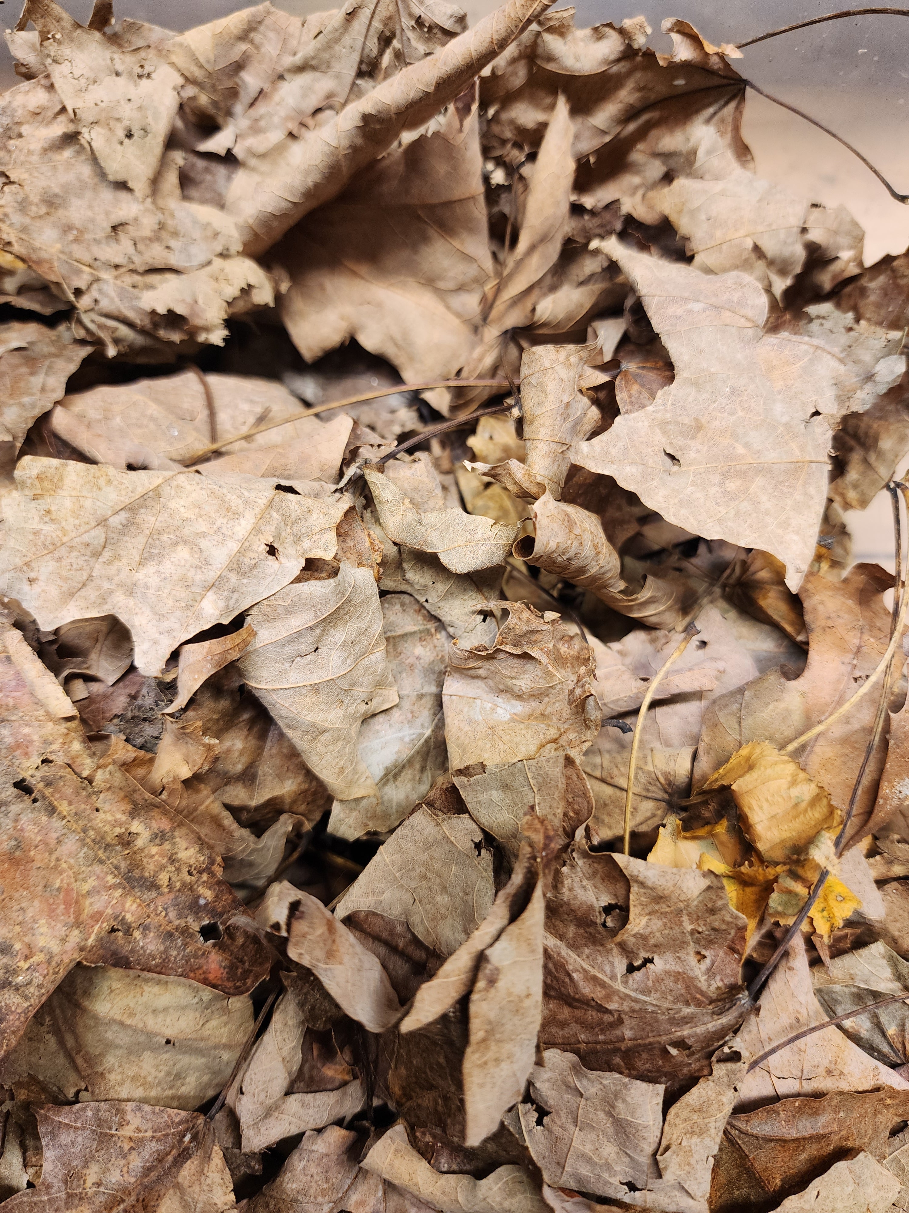 Bag of leaves 5x8