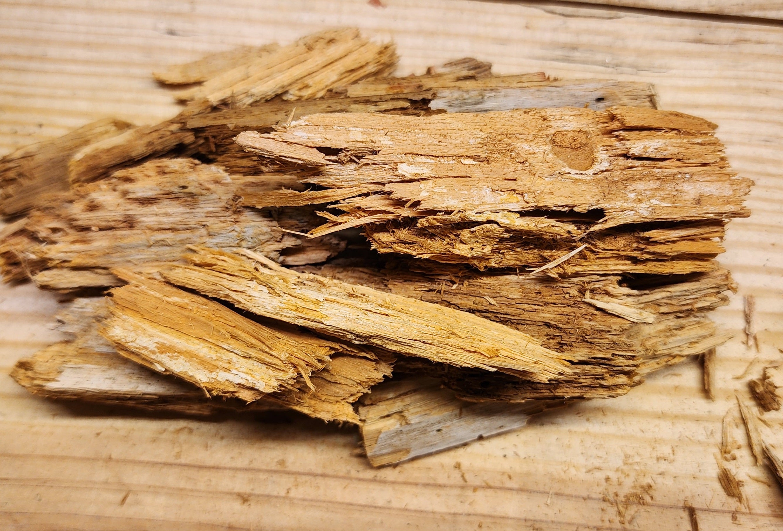 Rotting Wood